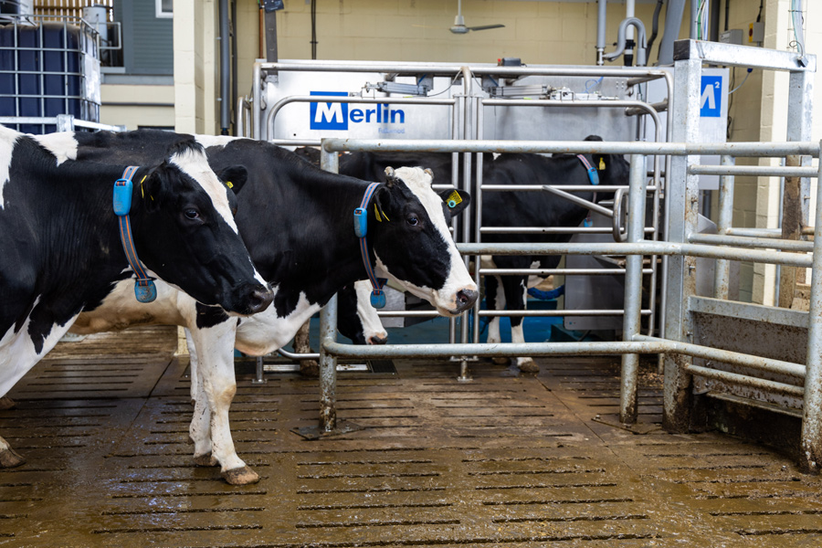 Merlin milking robot with cows
