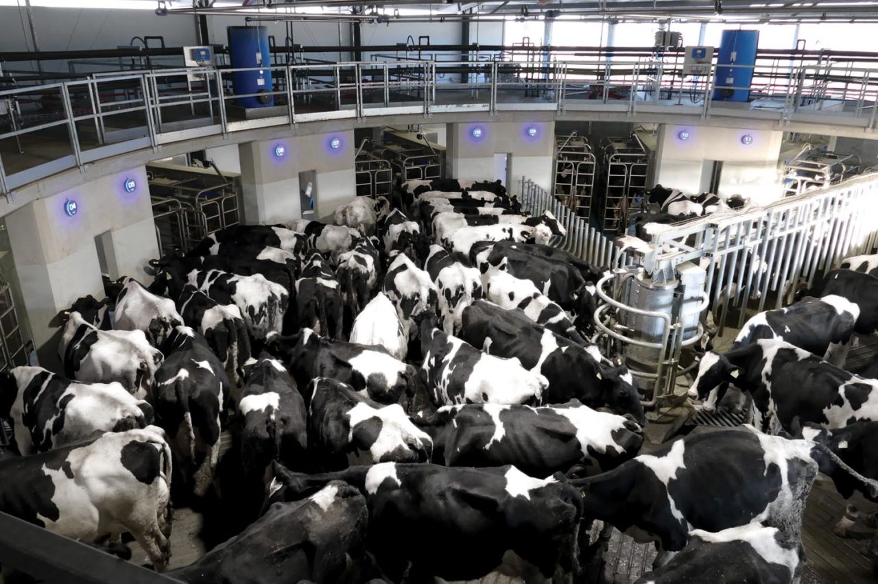Merlin Meridian batch milking barn